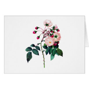 Pink Adelaide D'Orleans Rose by Pierre Redoute