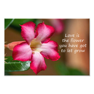 Pink Adenium Obesum flower a.k.a. Desert Rose Photo Print