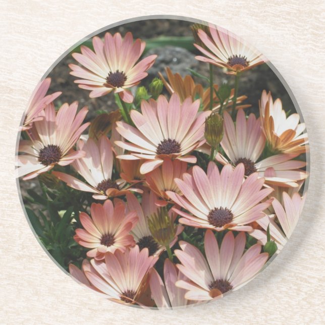 Pink African Daisies Floral Coaster (Front)