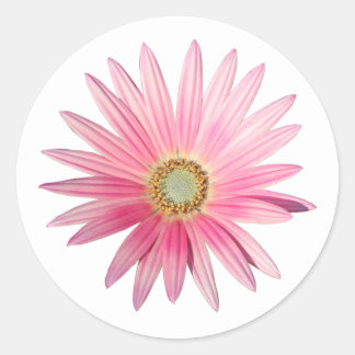 Pink African Daisy Classic Round Sticker