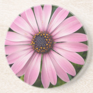 Pink African Daisy Coaster