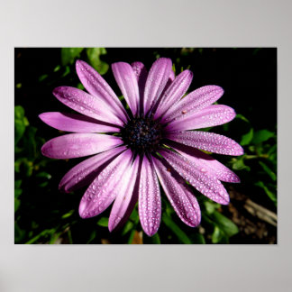 Pink African Daisy Flower Photo Print