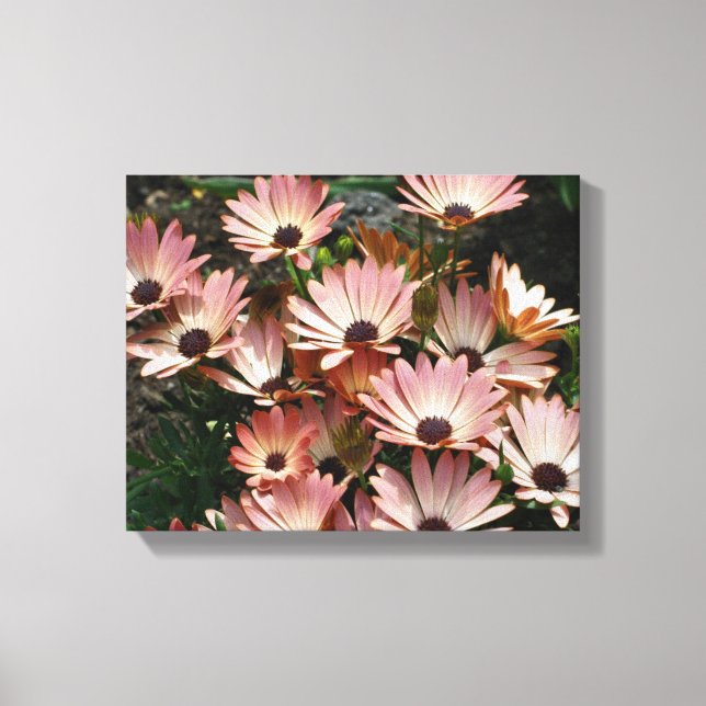 Pink African Daisy Flowers Canvas Print (Front)