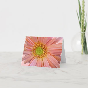 Pink African Daisy Note Card