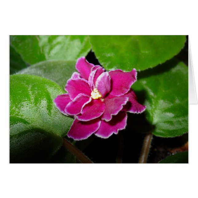 Pink African Violet Blank Card (Front Horizontal)