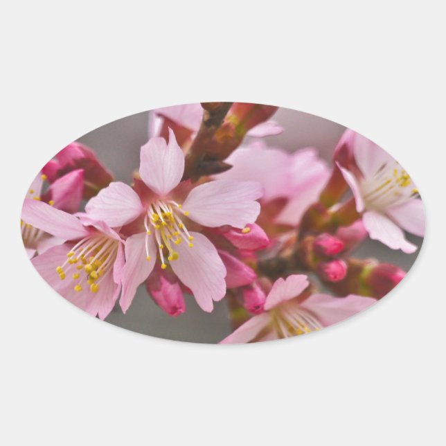 Pink Against A Grey Sky Japanese Cherry Blossoms Oval Sticker (Front)