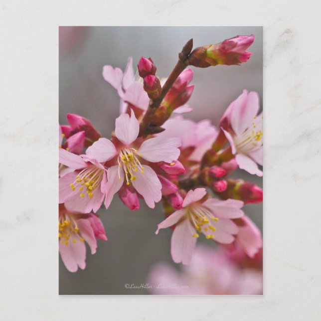 Pink Against A Grey Sky Japanese Cherry Blossoms Postcard (Front)