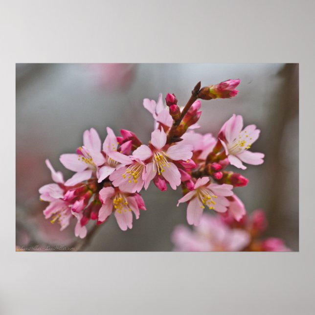 Pink Against A Grey Sky Japanese Cherry Blossoms Poster (Front)
