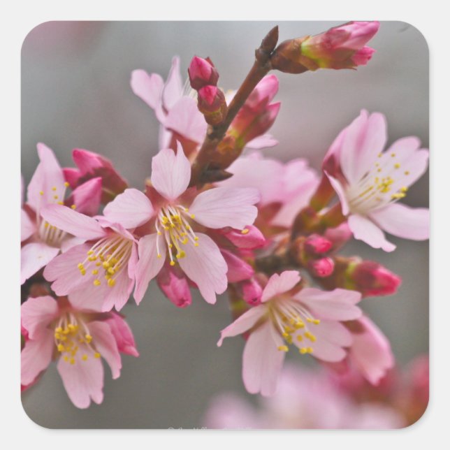 Pink Against A Grey Sky Japanese Cherry Blossoms Square Sticker (Front)