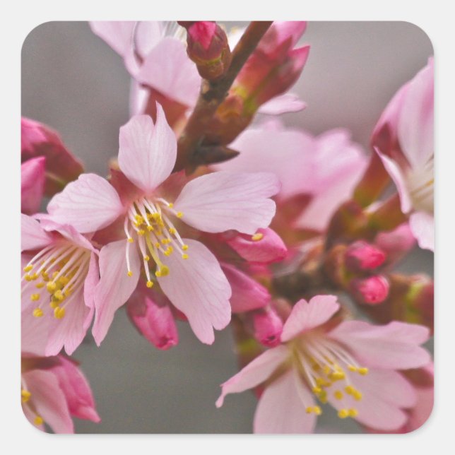 Pink Against A Grey Sky Japanese Cherry Blossoms Square Sticker (Front)