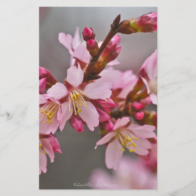 Pink Against A Grey Sky Japanese Cherry Blossoms Stationery (Front)