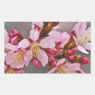 Pink Against A Grey Sky Japanese Cherry Blossoms Sticker