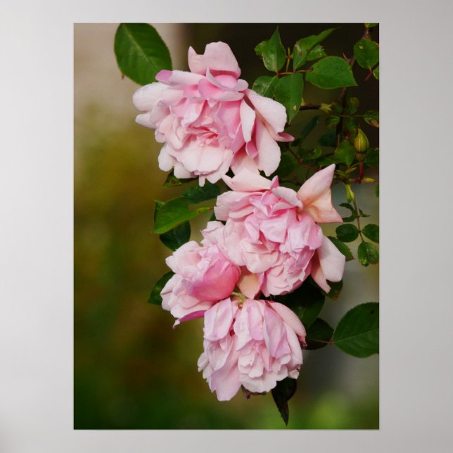 Pink Albertine Roses Poster (Front)