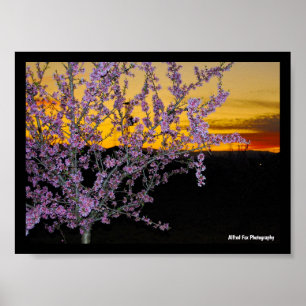 Pink Almond Blossom in Yellow Sky Poster