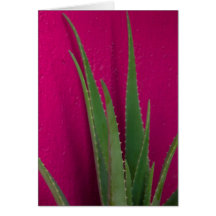 Pink Aloe - Fine Art - Aloe Vera against pink
