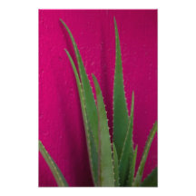 Pink Aloe - Fine Art - Aloe Vera against pink