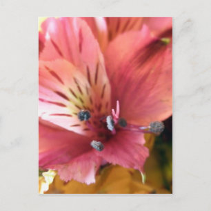 Pink Alstroemeria Flower Lilies Flowers Photo Postcard