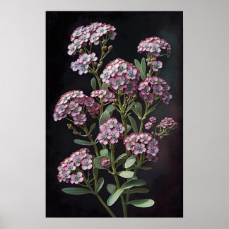 Pink Alyssum Flower Art Print Poster