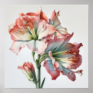 Pink Amaryllis Flower Art Imprimer Poster