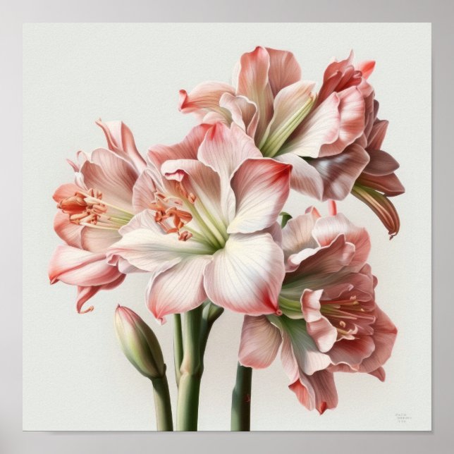 Pink Amaryllis Flower Art Imprimer Poster (Devant)