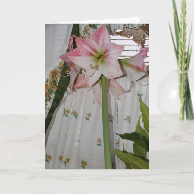 Pink Amaryllis, Thinking of You Card (Front)