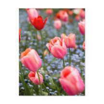 Pink Amsterdam Springtime Tulips Postcard
