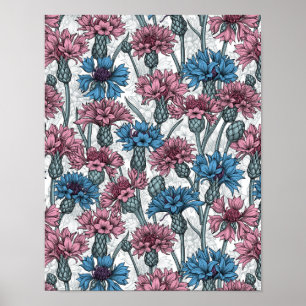 Pink and blue cornflowers, wild flowers on white poster
