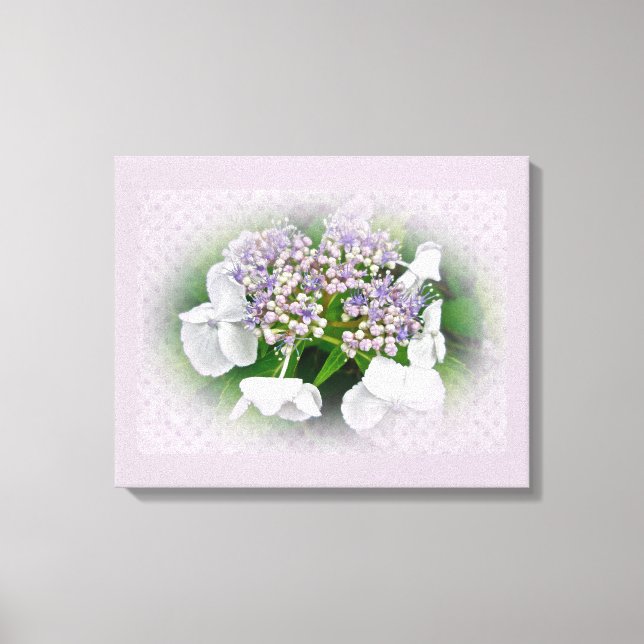 Pink and Blue Lace Cap Hydrangea Flowers Canvas Print (Front)