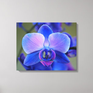 Pink and Blue Orchid Canvas Print
