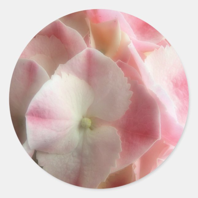 Pink and cream Hydrangea Classic Round Sticker (Front)