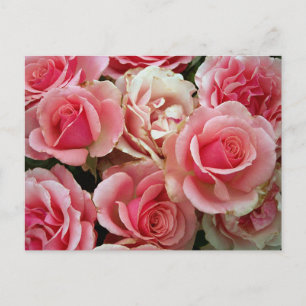 Pink and Cream Roses Bouquet Floral Flowers Postcard