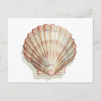 Pink and Cream Seashell