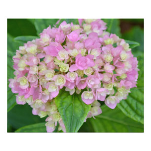Pink and Green Hydrangea Photo Print