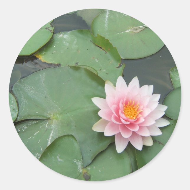 Pink and Green Lily Pad Pretty Photograph Classic Round Sticker (Front)