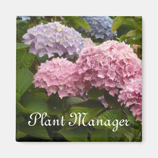 Pink and Mauve Hydrangeas Magnet