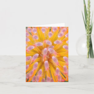 Pink and Orange Pincushion Proteaceae Note Card