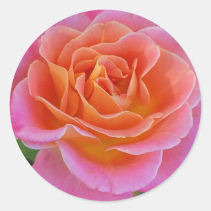 Pink and Orange Rose Stickers