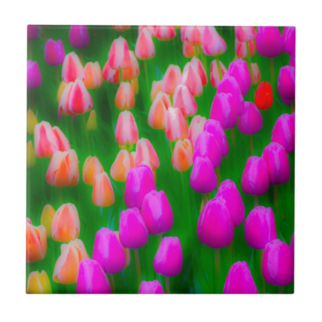 Pink and orange tulip floral design tile (Front)