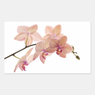 Pink and Peach Dendrobium Orchid - Customized Sticker