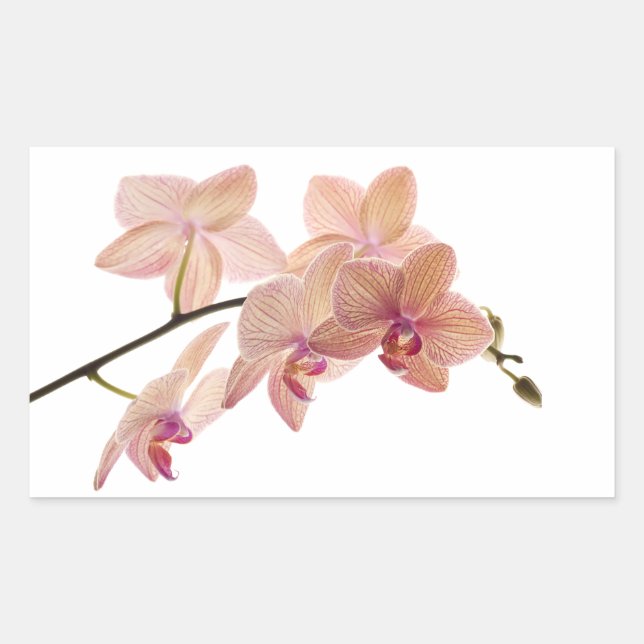 Pink and Peach Dendrobium Orchid - Customized Sticker (Front)