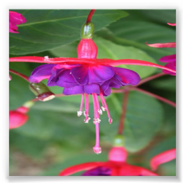 Pink and Purple Fuschia Flowers Photo Print (Front)