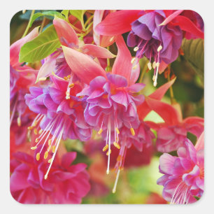 Pink and purple fuschia flowers    square sticker