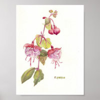 Pink and purple fuschia watercolor
