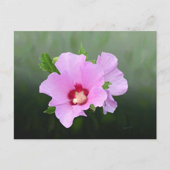 Pink and Purple Hollyhock Flowers Postcard (Front)