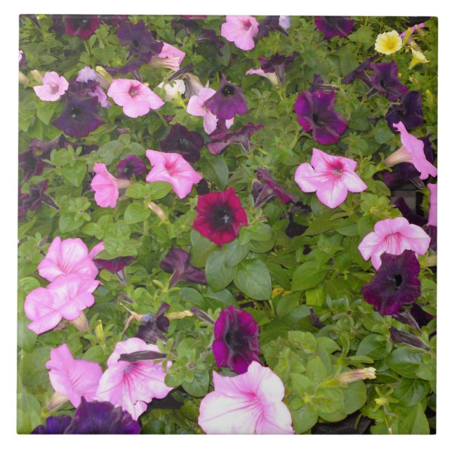 Pink and Purple Petunia Flower Tile (Front)