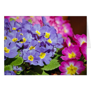 Pink and purple primroses