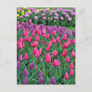 Pink and purple tulips spring garden postcard