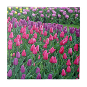 Pink and purple tulips spring garden tile