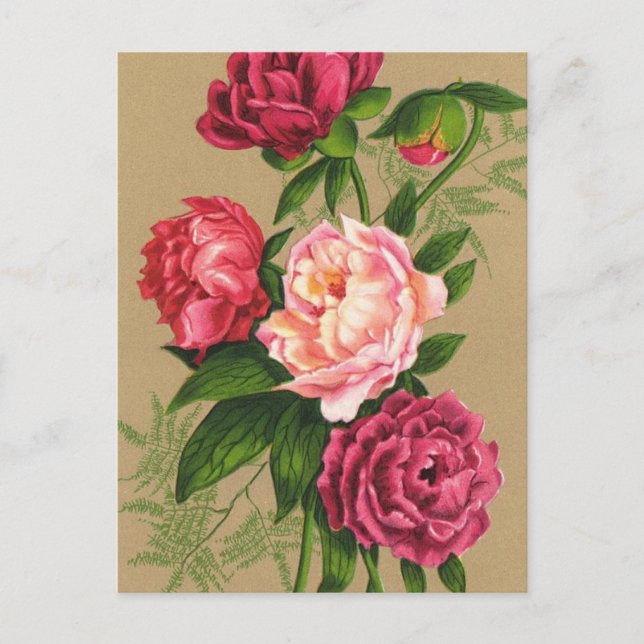 Pink And Red Roses Painting Postcard (Front)