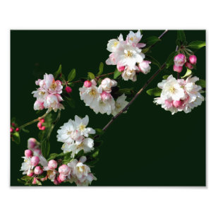 Pink And White Apple Blossoms 8x10 Photo Print